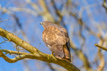 Buzzard in the forest. Sitting on a branch of a deciduous tree in winter. Wildlife Bird of Prey, Buteo buteo. Detailed feathers in close up. Blue sky behind the trees. , seen from behind