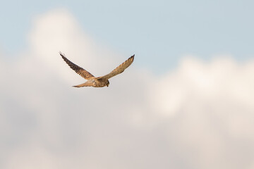 Close-up of Kestrel bird of prey hovers against a beautiful blue sky with white clouds an, hunting for prey