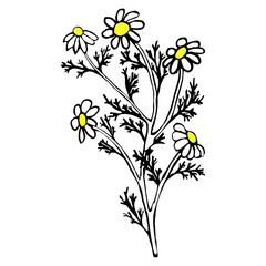 stylized chamomile bush. Black line drawing. Vector illustration