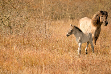 Obraz na płótnie Canvas Mare and foal konik horses in a nature reserve, They walk in the golden reeds. Black tail and cream hair