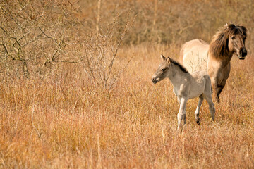 Mare and foal konik horses in a nature reserve, They walk in the golden reeds. Black tail and cream hair © Dasya - Dasya