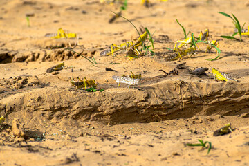 migratory locust swarm in india.locust are related to grasshopper.