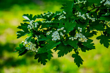 Боярышник и акация цветущие