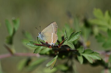Butterflies in their natural habitat