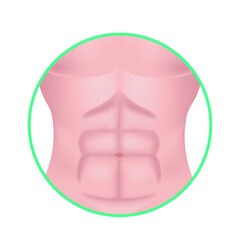 Male torso. Template for indicating the location of the abdominal organs. Vector illustration.
