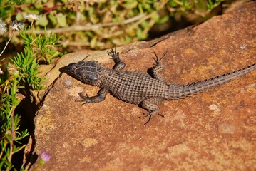 Fototapeta premium Black dragon lizard (Cordylus niger) from the top, sitting on a rock, on a sunny day in South Africa