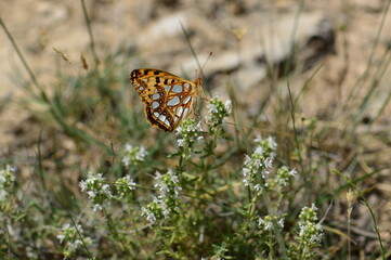 Butterflies in their natural habitat