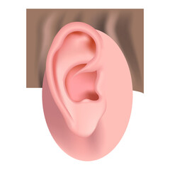 Auricle. Human ear anatomy. Hearing aid. Vector illustration