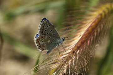 Butterflies in their natural habitat