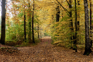 Footpath in the autumn forest. Autumn landscape