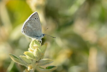 Butterflies in their natural habitat