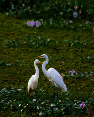 Obraz premium white heron in the wetland