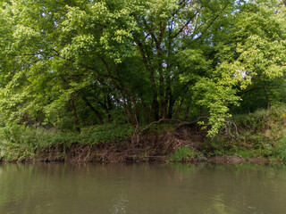 Landscape with river and forested riparian zone during summer day
