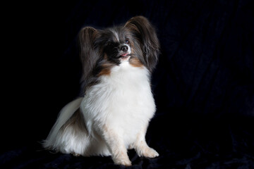 Papillon Hund vor schwarzem Hintergrund