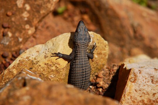 Black dragon lizard (Cordylus niger) from the top, coming out of his hideout, on a sunny day in South Africa