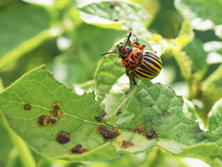 One Colorado beetle sitting on a pitted potato leaf. Close-up. An illustration about insects, pests of agricultural plants. Fighting the potato bug. Macro