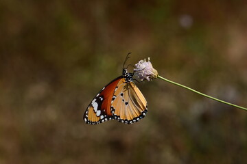 Butterflies in their natural habitat