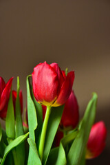 Red tulips with bright green leaves on a dark background.