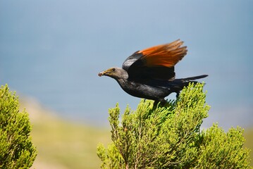 bay, beach, beautiful, blue, cape of good hope, cape point, city, cliff, coast, coastline, destination, europe, green, holiday, island, landscape, mediterranean, mountain, mountains, nature, ocean, ou