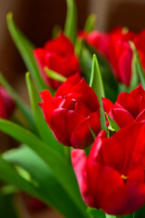 Red tulips with bright green leaves on a dark background.
