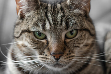 Close up of Cute Tabby Cat looking straight at the camera