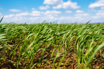 Green wheat field on a sunny day. Ripening ears of wheat field. Agro business. Harvesting.