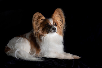 Papillon Hund vor schwarzem Hintergrund