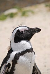 Penguin closeup on the beach, from a colony at Simons Town in South Africa