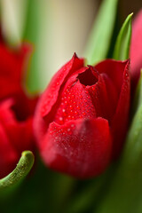 Red tulips with water drops and bright green leaves on a dark background.
