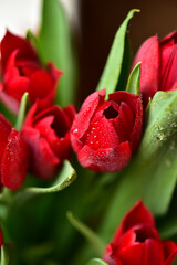 Red tulips in water droplets, with leaves, close-up.