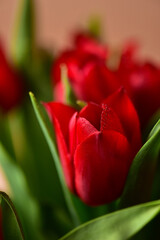 Red tulips with water drops and bright green leaves on a dark background.