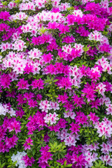 満開の白やピンクのツツジ