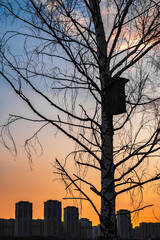 ray of sunshine through the tree