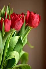 Red tulips in water droplets, with leaves, close-up.