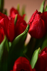 Red tulips with water drops and bright green leaves on a dark background.