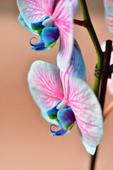 Blooming orchid on a branch, blue flowers with pink veins, close-up on a powdery background.