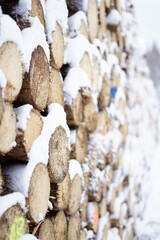 Wood in the harz mountains