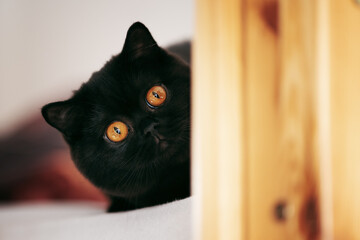 Edel - schwarze Britisch Kurzhaar Katze mit orangen Augen wie Bernstein - sehr imposant