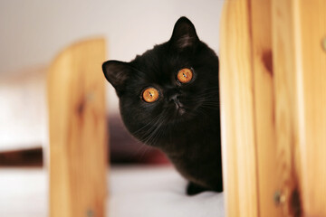 Edel - schwarze Britisch Kurzhaar Katze mit orangen Augen wie Bernstein - sehr imposant