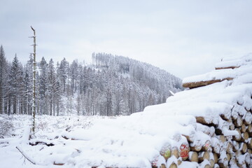 Wood in the harz mountains
