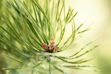 pine branch with young cones, illuminated by the sun, close-up