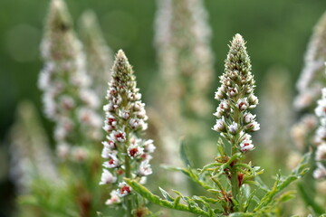 Weiße Reseden auf einer Frühlingswiese