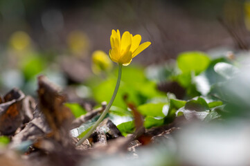 Ficaria verna lesser celandine bright yellow ground flowers in bloom, wild pilewort flowering springtime plants