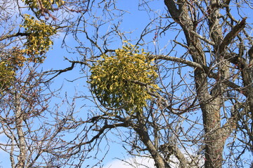 Parasitic plant, Viscum album
