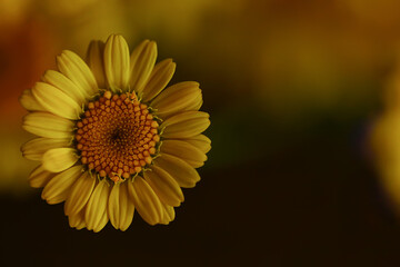 Obraz premium yellow daisies summer background, abstract natural floral spring