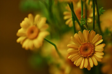 yellow daisies summer background, abstract natural floral spring