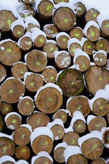 Wood in the harz mountains