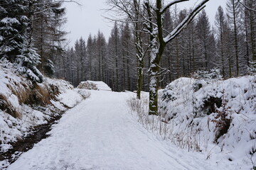 Wood and forest in the harz mountains