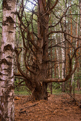 Green forest, branches, grass, leaves in summer