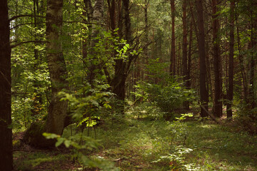 Green forest, branches, grass, leaves in summer